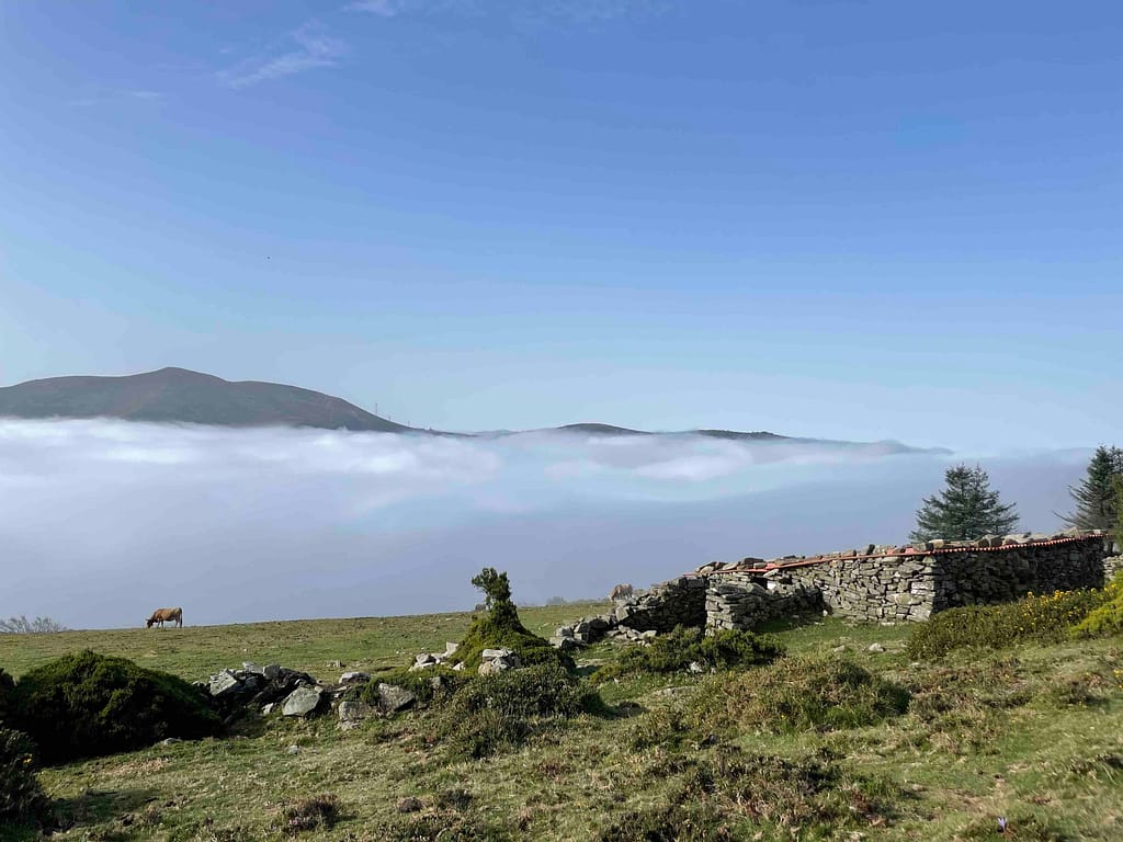 A cow grazing near the ruins of Hospital of Fonfaraón, high above the clouds