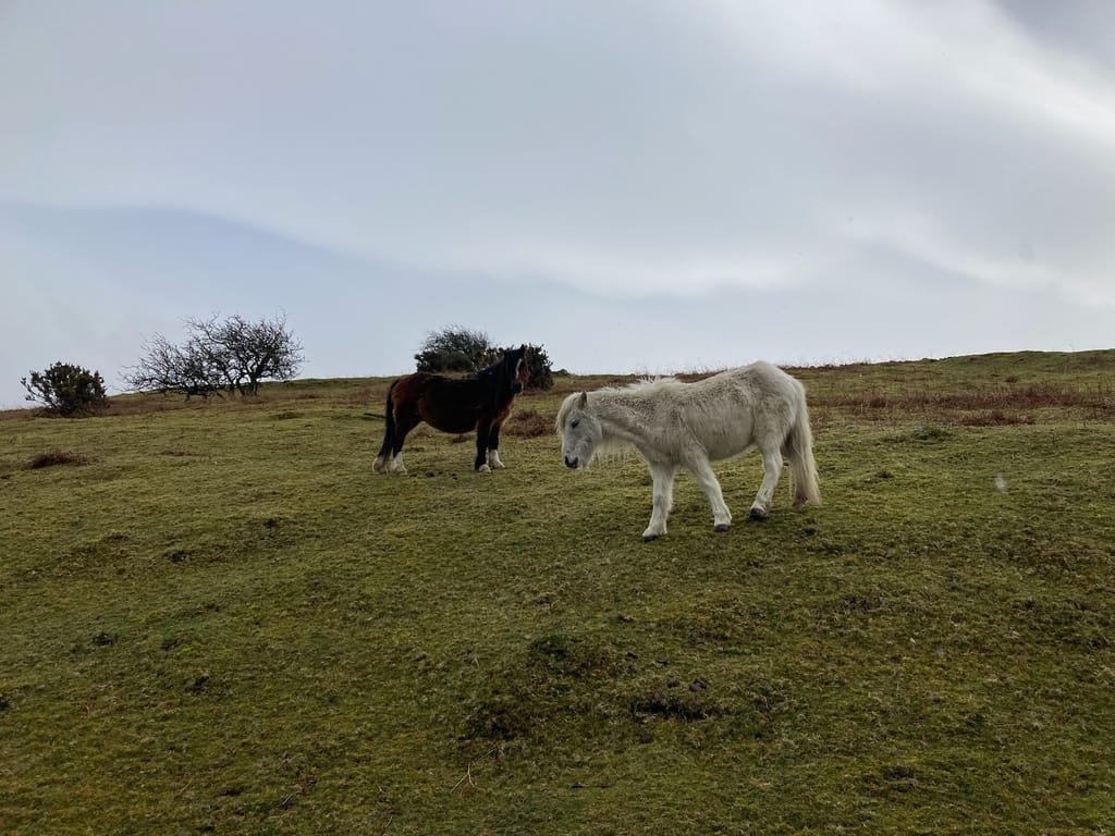 A pair of ponies grazing in the hill near Llanfairfechan