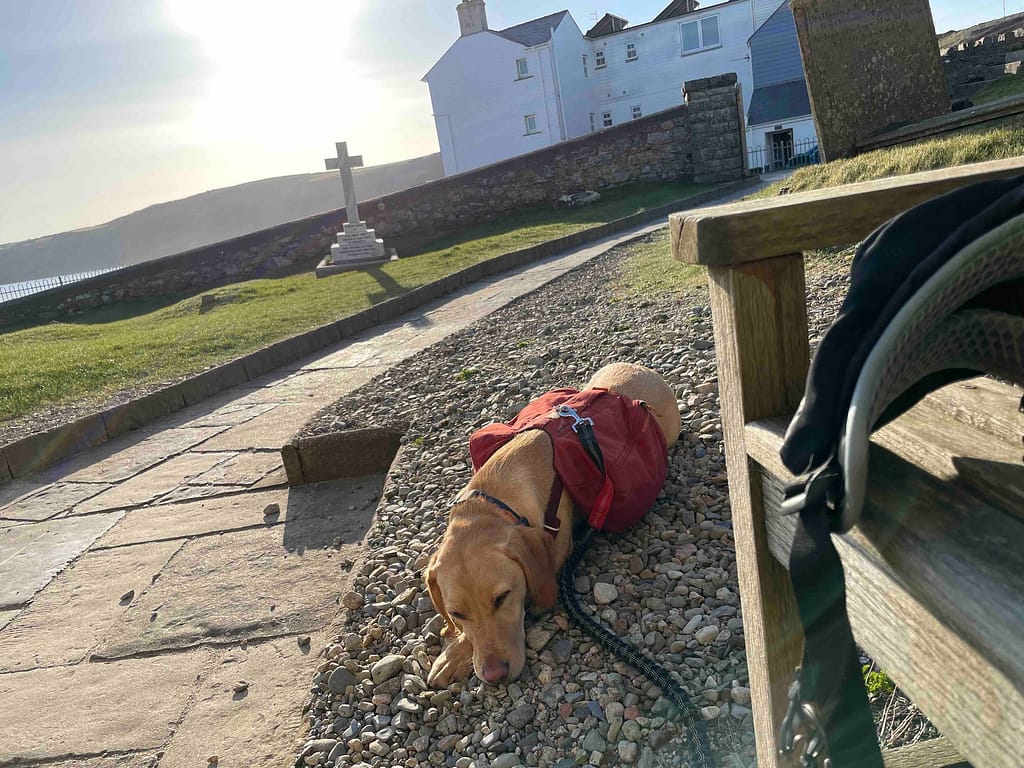 Fuji having a nap under the sun in front of St Hywyn's Church while waiting for the caretaker to open the Church