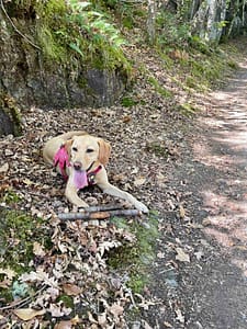 Happy chasing stick-kind dog