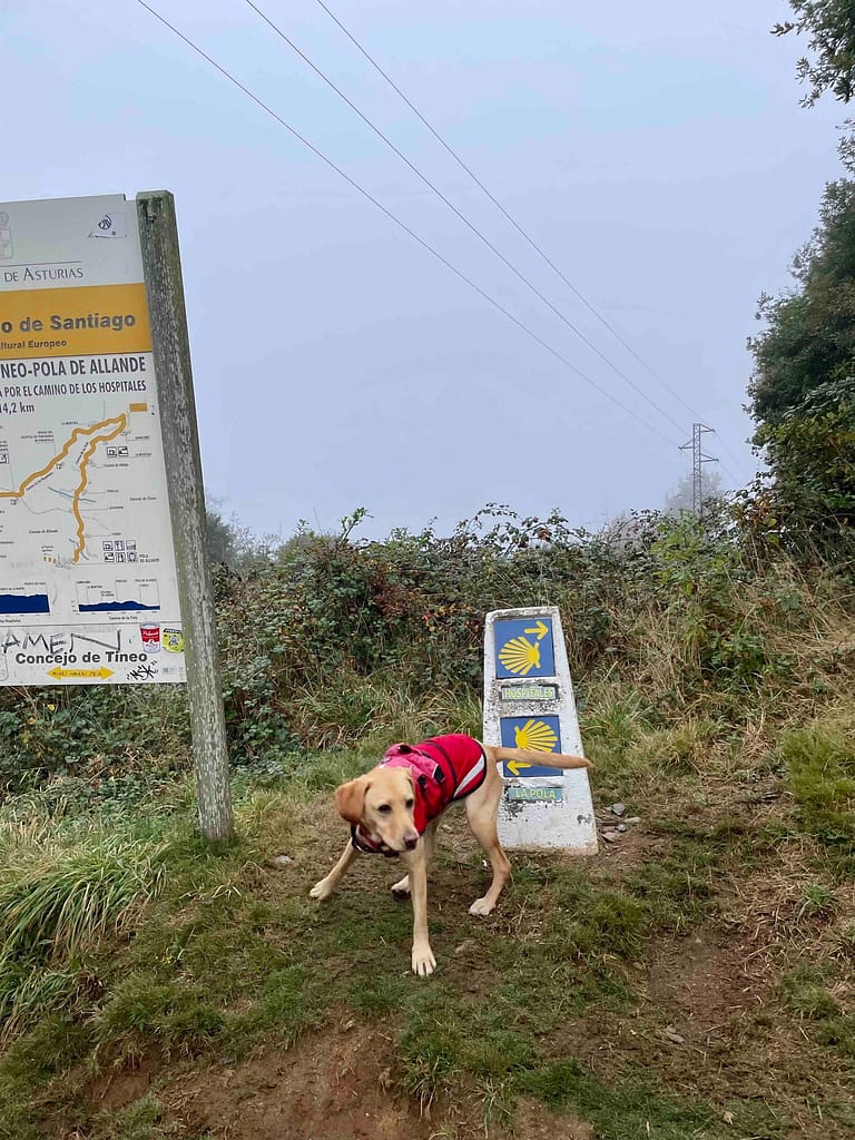 Camino dog at the split between Pola de Allande or Hospitales route on Camino Primitivo. Which way should we go?