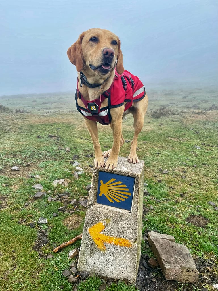 Camino dog on top of mini trig point/camino marker on Camino Primitivo