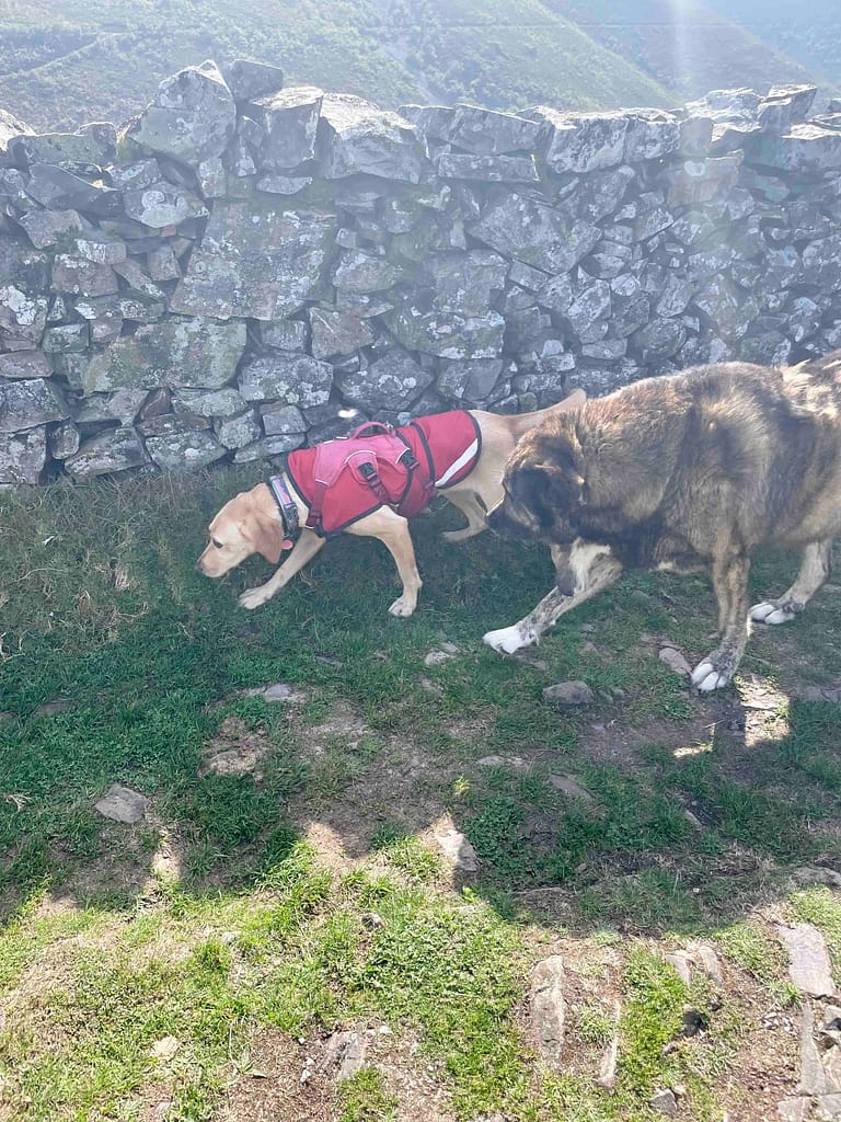 Camino dog met local mastiff at Montefurado