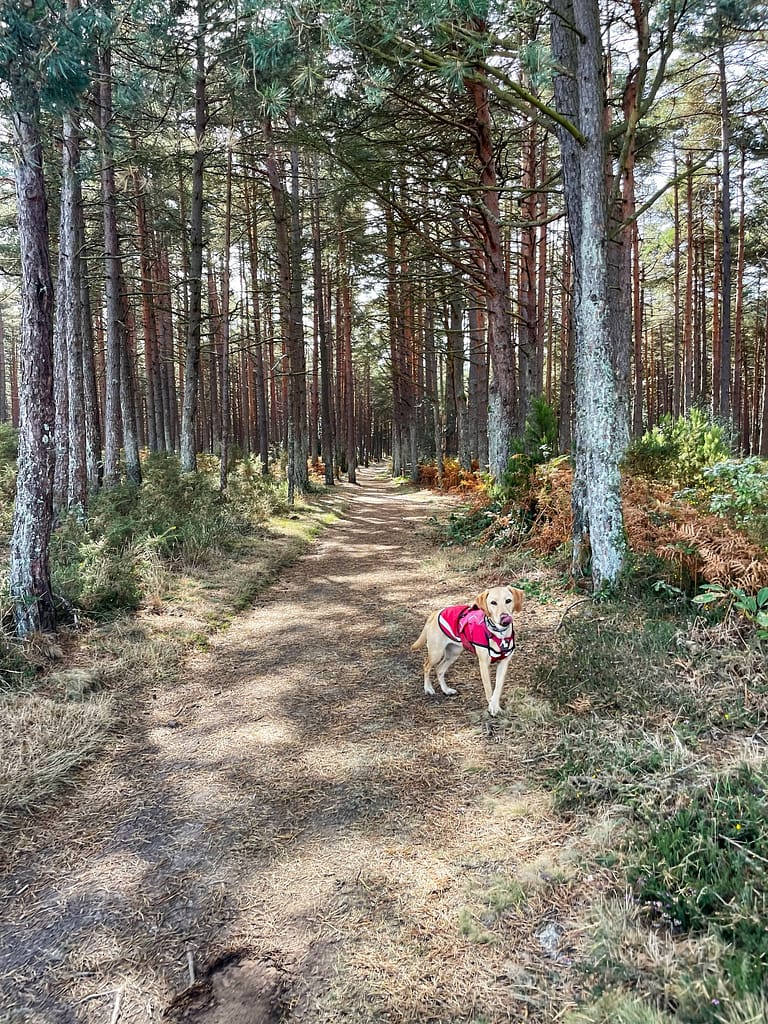 Camino dog in a forest trail near Lago on Camino Primitivo