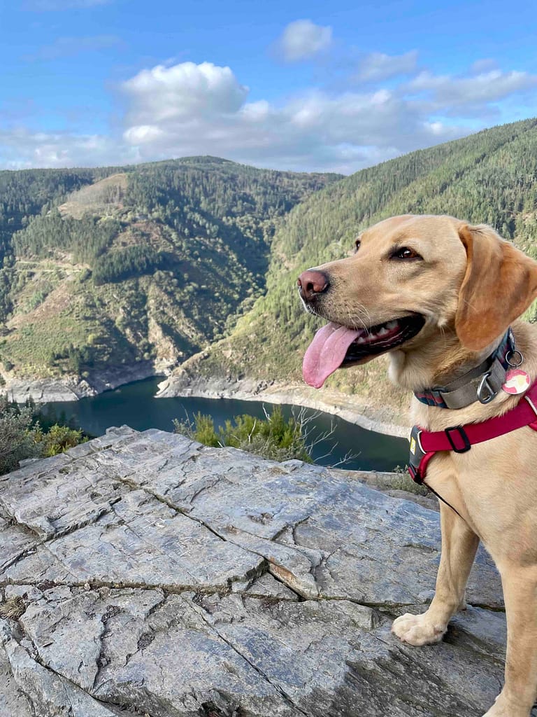 Camino dog smiling overlooking the Embalse de Salime