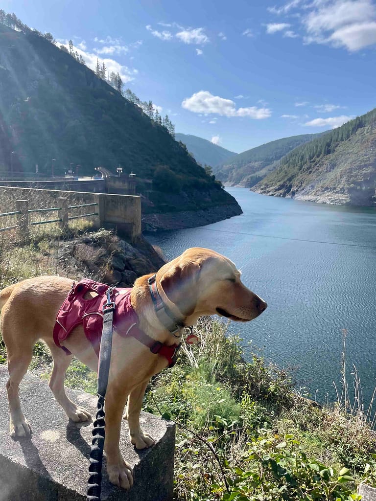Camino dog basking in the sunshine overlooking the Salime Reservoir