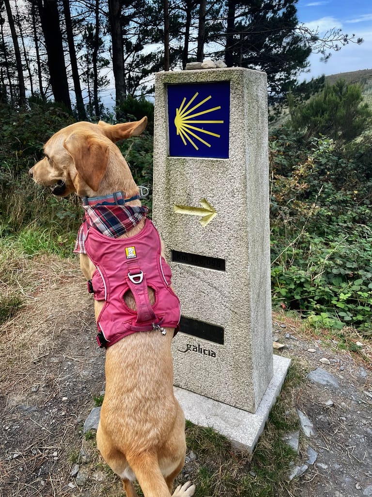 We are now in Galicia and the Camino marker changes direction