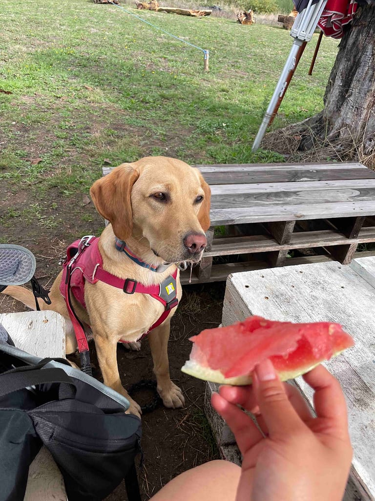 Camino dog eyeing up a juicy watermelon on a hot day in Gonzar