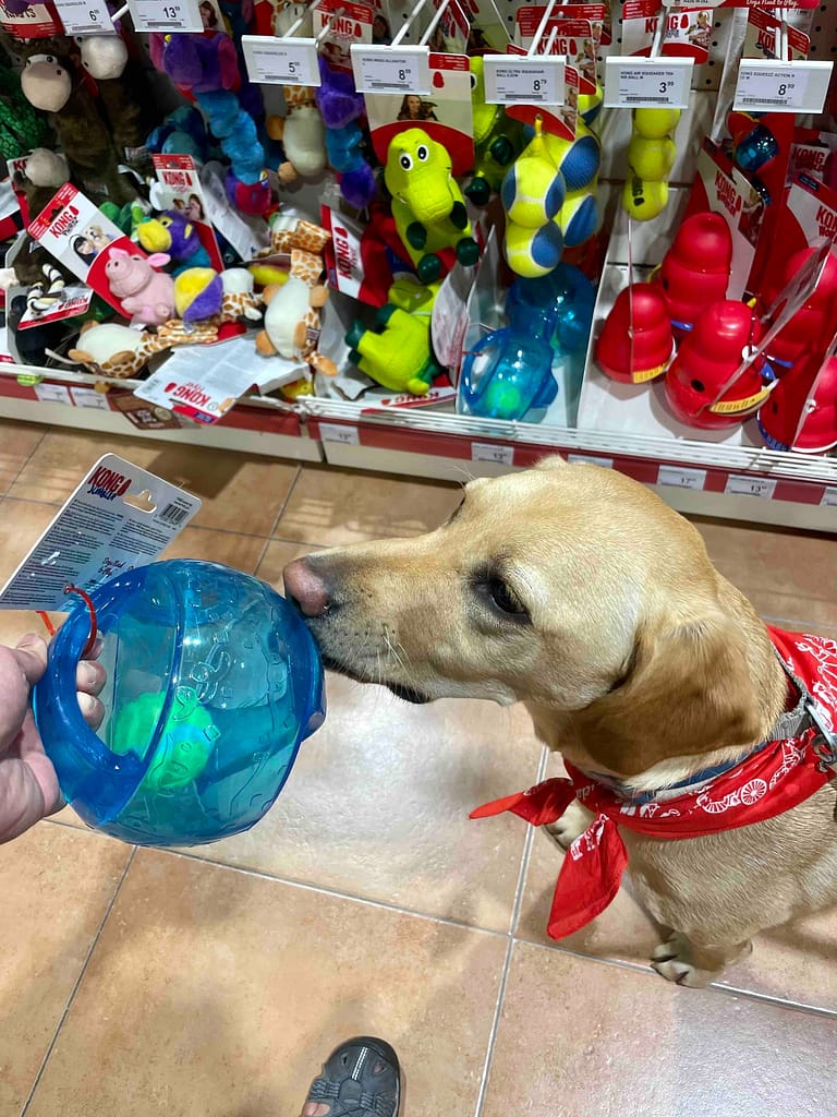 Kiwoko pet store has everything that your Camino dog needs and you can find them in all major cities on the Camino