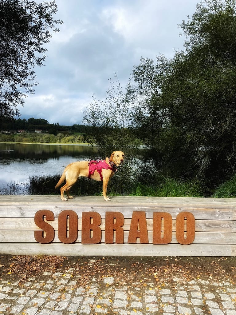 Camino dog posing by the Sobrado lake