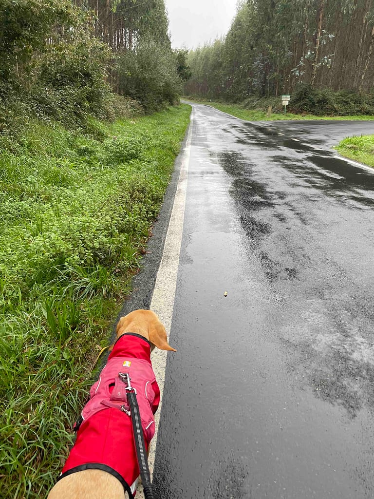 Wet road with no shoulder for 30 km, yay! Camino dog practicing her "catwalk" I mean "dogwalk"