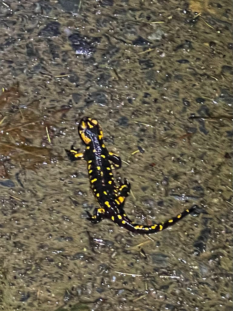 Salamander, extremely poisonous to dogs!