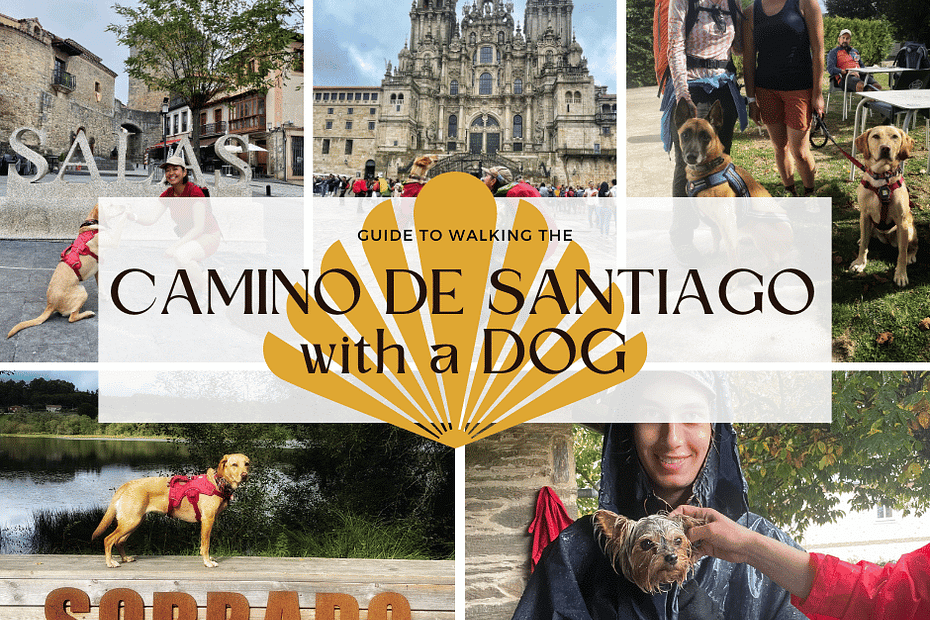 How to do the Camino de Santiago with a dog? Is it possible? Where does the dog sleep? How do you carry the dog food? Here we tell you everything you need to know.