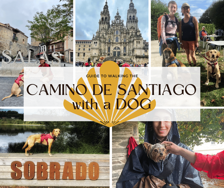 How to do the Camino de Santiago with a dog? Is it possible? Where does the dog sleep? How do you carry the dog food? Here we tell you everything you need to know.